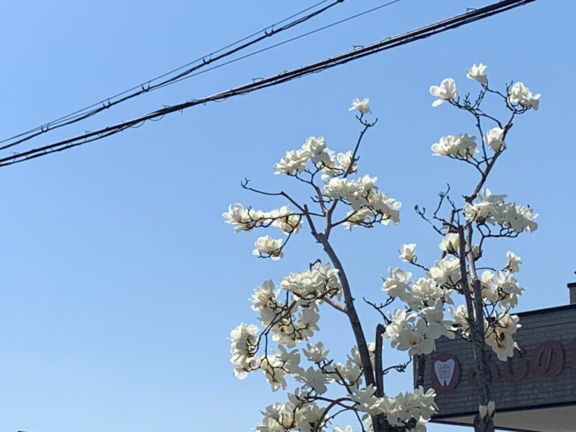 コトブキ外装サービス　現地調査時　花